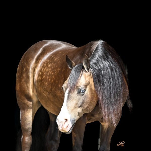 fieldhorse_photo_1623161784265Memphis-scaled