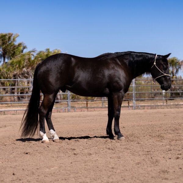 fieldhorse_photo_1623161784265Please-use-the-photo-names-Featured.--1