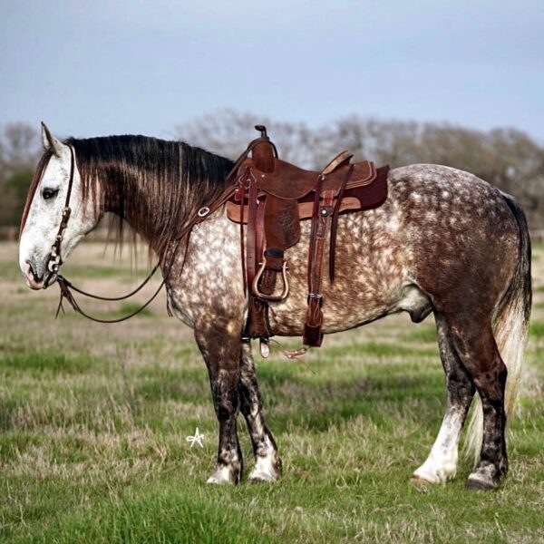 fieldhorse_photo_1623161784265Rumor- fieldhorse_photo_1623161784265Rumor-