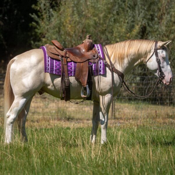 fieldhorse_photo_1623161784265Star-Painted-Apollo-Apollo