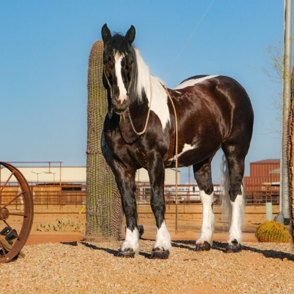 fieldhorse_photo_1623161784265Wanda-2-scaled fieldhorse_photo_1623161784265Wanda-2-scaled