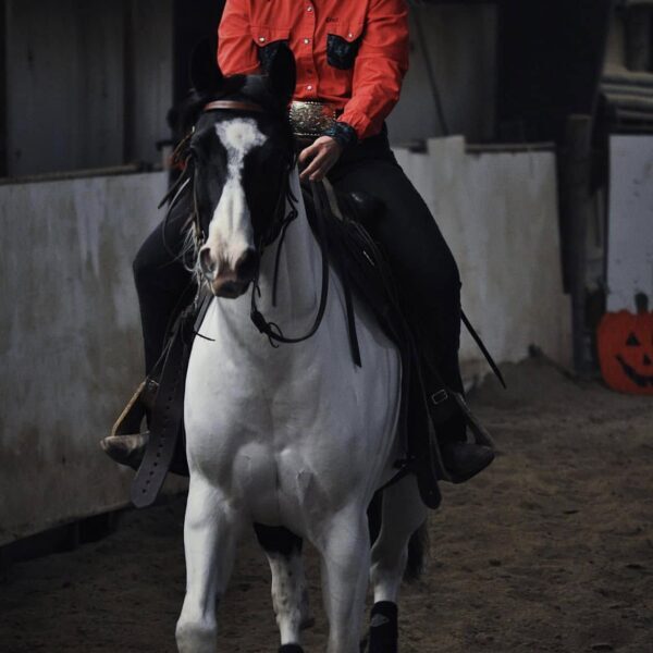 fieldhorse_photo_1623161784265Xena fieldhorse_photo_1623161784265Xena