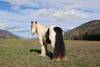 fieldhorse_photo_1623161784265CFR-Mercury-Spy-is-a-2017-registered-Gypsy-Vanner-gelding-standing-13.3hh-1