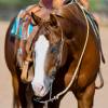 1726119093-fieldhorse_photo_1623161784265Tater-1