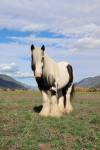 fieldhorse_photo_1623161784265CFR-Mercury-Spy-is-a-2017-registered-Gypsy-Vanner-gelding-standing-13.3hh