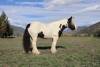 fieldhorse_photo_1623161784265CFR-Mercury-Spy-is-a-2017-registered-Gypsy-Vanner-gelding-standing-13.3hh-13-scaled